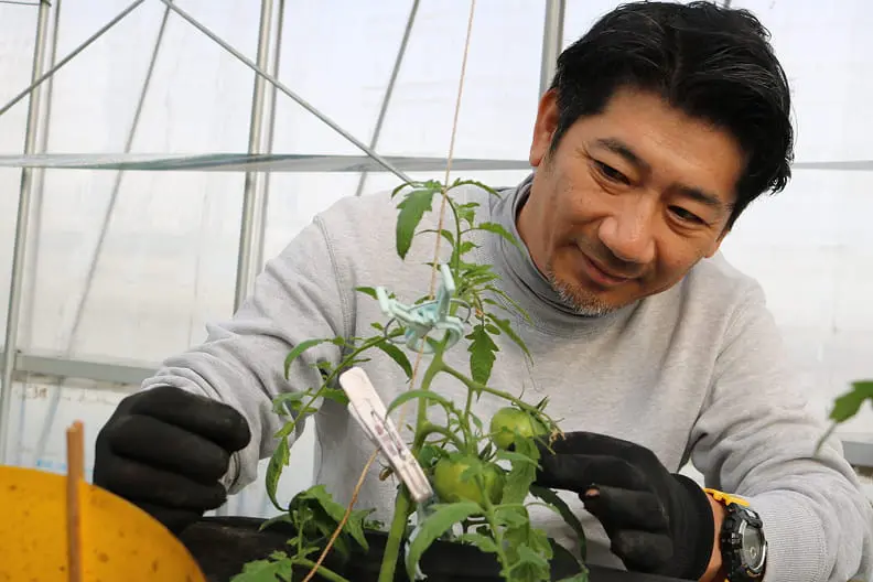 ハウスでトマトの様子を確認する生産者