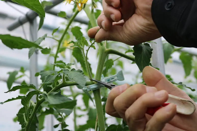 トマトの摘芽を行う手元